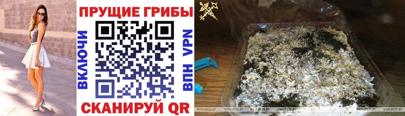 купить   Знаменск  блэк спрут как зайти  Псилоцибиновые грибы мицелий 